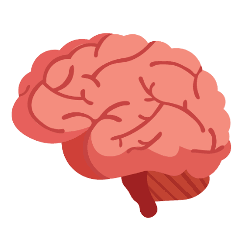 brain